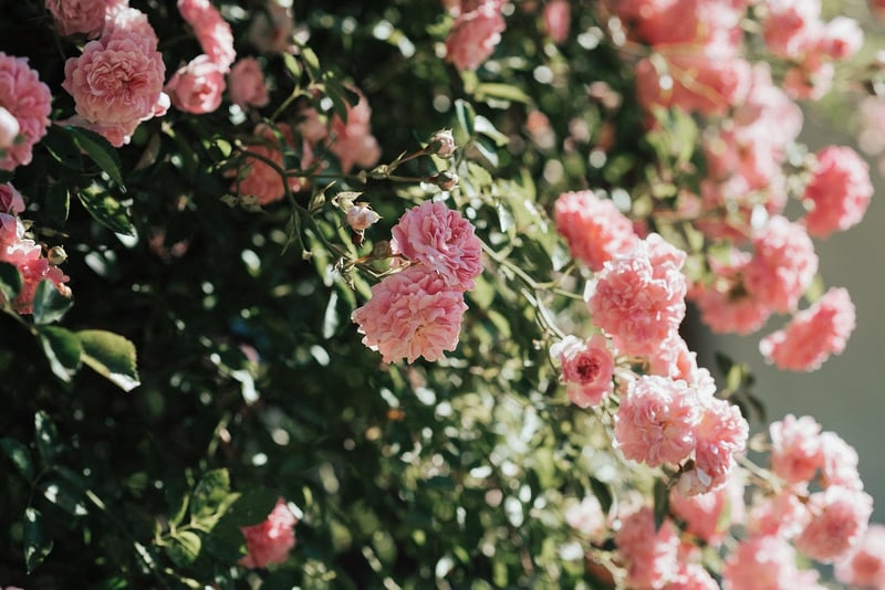 Colorful Garden